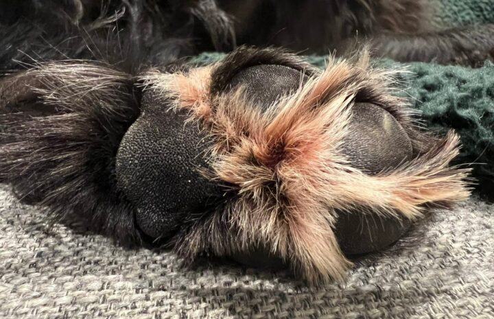 Hairy Feet on a Dog that an Animal Physiotherapist would advise needs cutting.