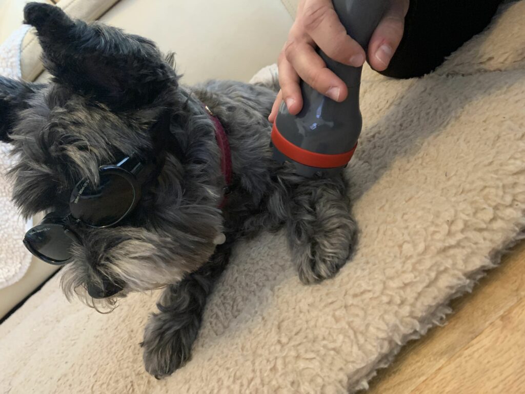 Dog receiving Laser Therapy from Animal Physio