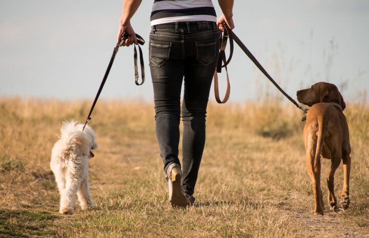 Dogs walking slowly on a lead demonstrating how to enhance the positive effect of mobile pet physiotherapy.