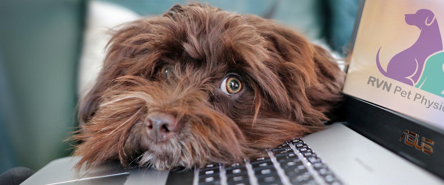 Dog on Laptop contacting RVN Pet Physio