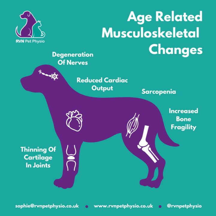 Image showing Age Related Musculoskeletal Changes in Dogs and how Animal Physiotherapy can help.
