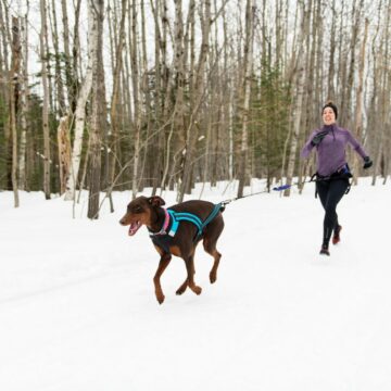 Dog & Owner doing CaniCross in a Snowy Setting.