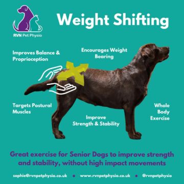 Image showing an example exercise (Weight Shifting) that a Canine Animal Physiotherapist may prescribe for a Senior Dog