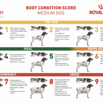 Chart showing the Canine Body Condition Scoring for a Medium Dog