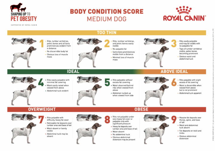 Chart showing the Canine Body Condition Scoring for a Medium Dog