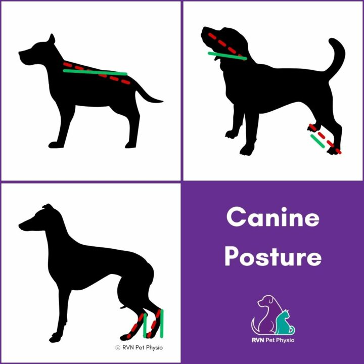 Canine Posture