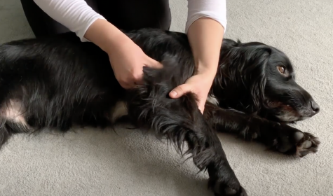 Black Cocker Spaniel receiving Canine Massage.